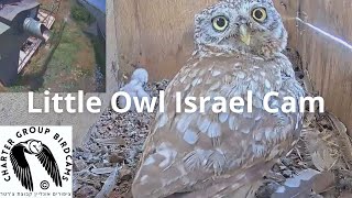 LIVE Little Owl Israel Cam 1 | כוס | The Charter Group of Wildlife Ecology