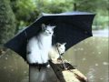 雨に消えた恋  ダイアモンド☆ユカイ