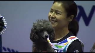 2022 Agility AKC Invitational Championship  Skye and Han Yu