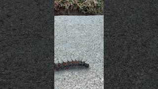 Spiky caterpillar crossing the sidewalk like it owns the neighborhood! #caterpillar #nature #bug