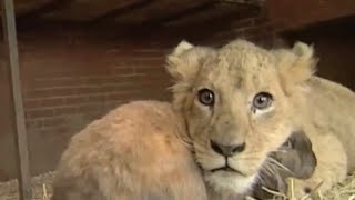 Animals You Wont Believe Are Bffs