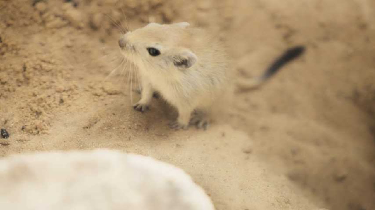 Kangaroo Rat: The Desert's Tiny Jumper! 