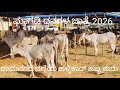 Magadi Cattle Fair 2026 Ramanagara S Hallikar Mela Magadi Cattle Fair 2026 Ramanagara S Hallikar Mela