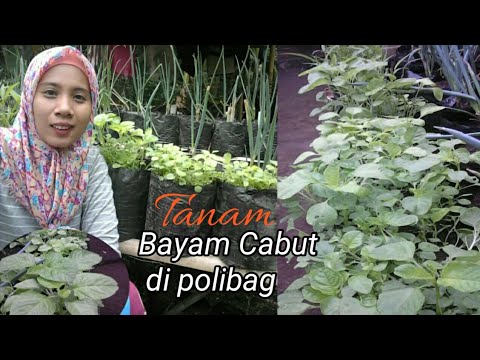 cara-menanam-bayam-cabut-di-polibag