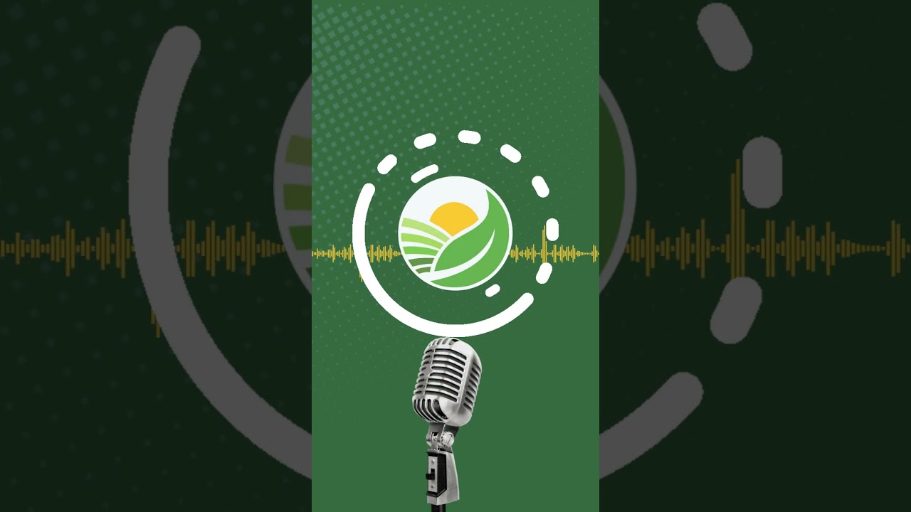 Gandum ki Qeemat to Barhti hai  Magar asal faida uthata kaun hai? 