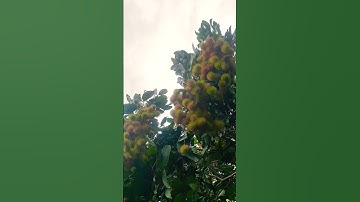 Picking fruit #rambutan #fruittree #ytshort