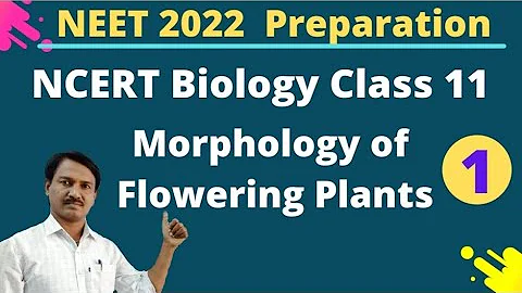Morphology of Flowering Plants | Jr Botany | NEET