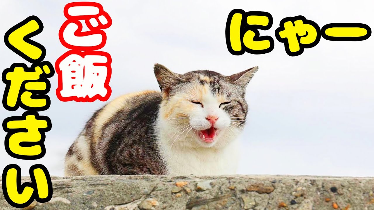 空腹で鳴いてる猫にご飯あげると・・・ 亡きチャトランの母猫 さくら