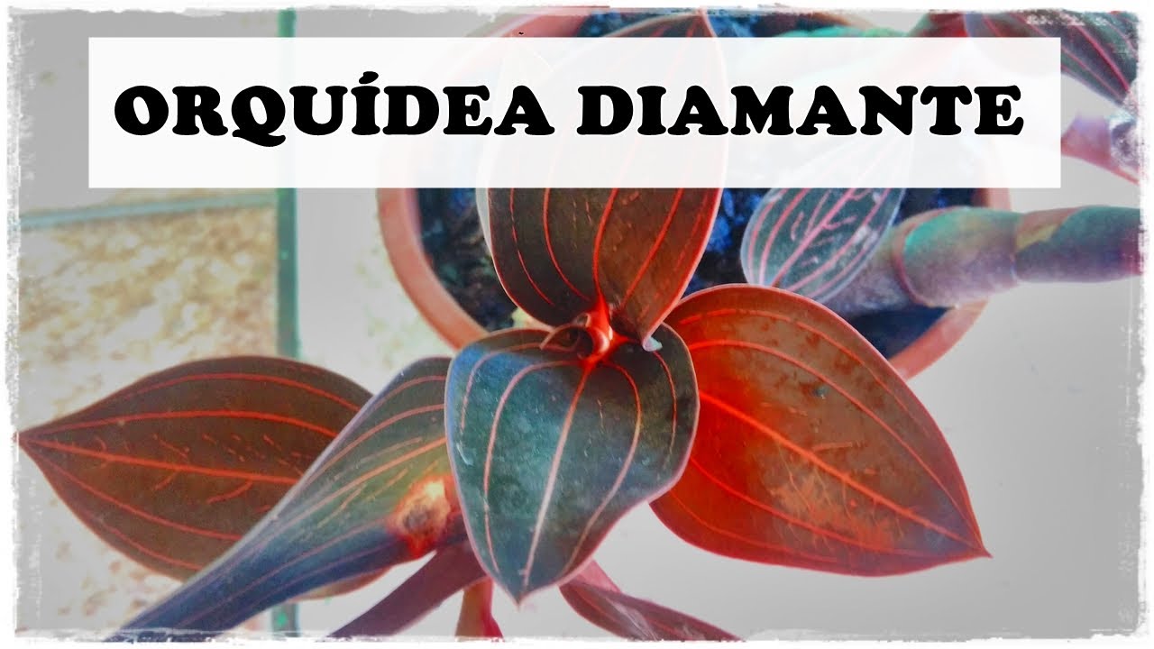 LUDISIA DISCOLOR: Saiba como #CULTIVAR e #CUIDAR desta #ORQUIDEA diferente  e encantadora 🌺 - thptnganamst.edu.vn