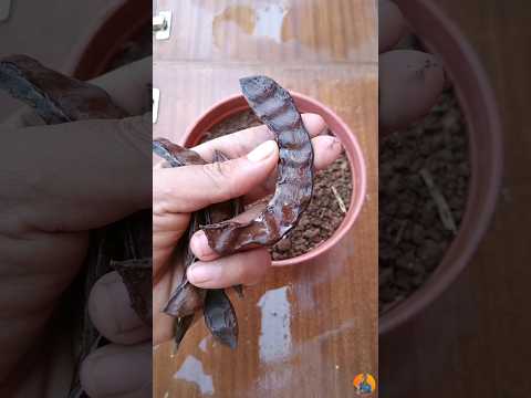 زراعة بذور الخروب بطريقة ذكية  ترند   اكسبلور  زراعة