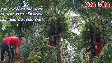 Vua Dừa Miền Tây// cây dừa dâu xanh trái quá sai khó leo lên ngọn vua dừa leo trèo quá siêu