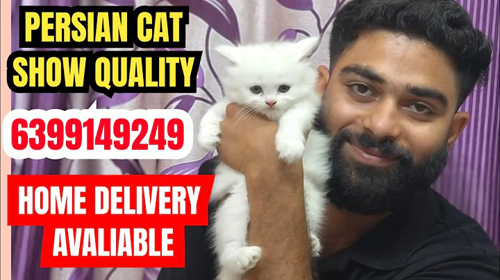 Video 8892111: persian cats female white, persian cat show quality, persian female kitten, gorgeous persian, kittens royal cats, home pets cat kittens, beautiful cats pets