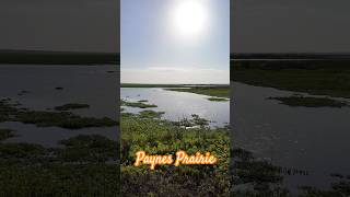 Paynes Prairie is one of the coolest places on Earth. I just wish it wasn’t intersected by highways.