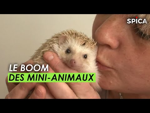 Vidéo: Les Petits Animaux Ont-ils Besoin De Temps à L'extérieur ?