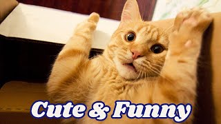 Funny cats | Video 28