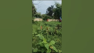 my first vlog #vlog #shorts #reels #video #blog #viral  #edit#minivlog