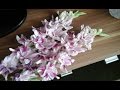 Гладиолус знает себе цену.  Flowers. Very beautiful music.