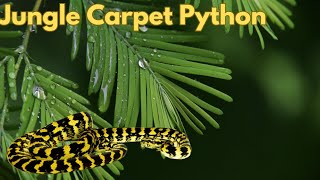 A Strikingly Beautiful and Popular Python: The Jungle Carpet Python