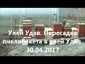 Улей Удав. Пересадка из пчелопакета в улей Удав.