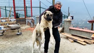 KANGAL BARON ENFEKSİYON KAPTI