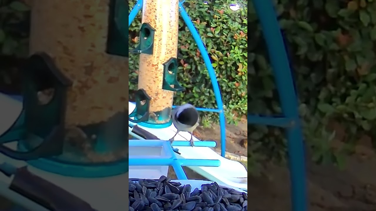 Curious Japanese Tit