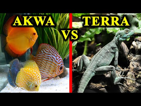 Wideo: Triton: Zwierzę Do Akwarium I Terrarium