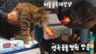 영국에서 한국 고양이가 아플 때 | Our Korean cat got sick in the UK by 전업고양이 Full-time Cat 4,387 views 3 months ago 35 minutes