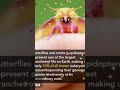 Butterfly and moths represent one of the largest... #generalstudiesforupsc #pcs#shorts