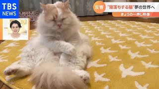 【一押し映像】“寝落ちする猫”夢の世界へ