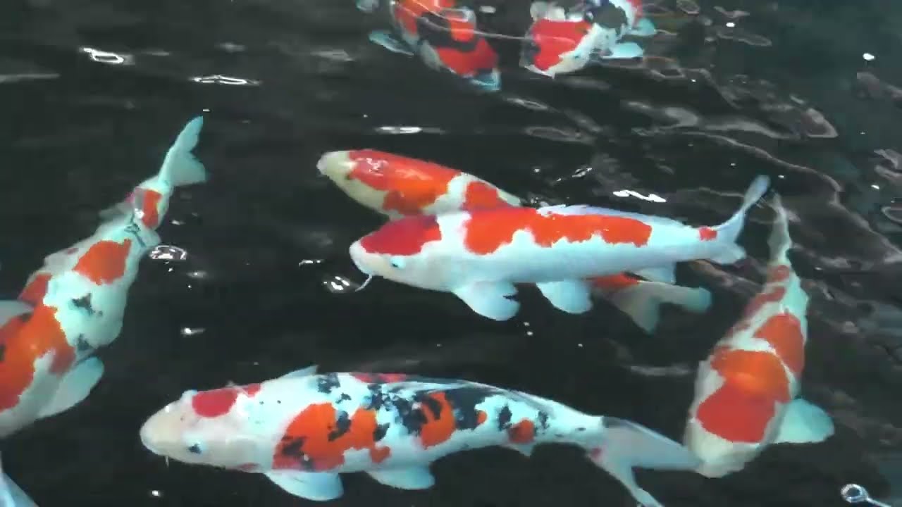 錦鯉の里　錦鯉発祥の地　新潟県小千谷市