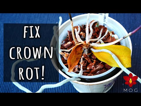 Video: Orchid Crown Rot Treatment - Txuag Ib Lub Orchid Nrog Crown Rot