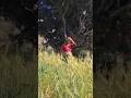#गेहूं की कटाई #shortvideo #nature 🫶❤🥰🥰🥰🥰🌾🌾🌾🌾🌞