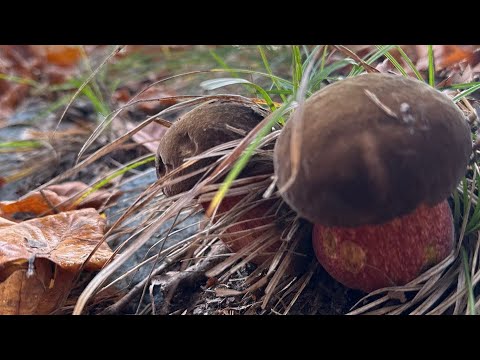 БЕЛЫЕ ГРИБЫ и ДУБОВИКИ в ноябре!!!Гора «Белых Великанов»2024