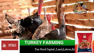 Turkey Farming Business In Uganda-How to Start.