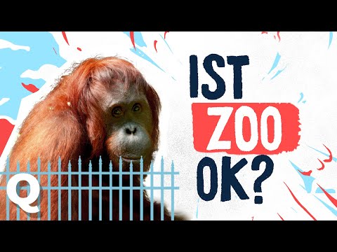 Video: Werden Tiere in Zoos gut versorgt?