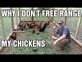 Why I don't free range my chickens