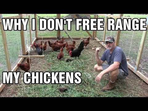 Video: Correct Arrangement Of The Chicken Coop Inside With Your Own Hands, Video And Photo