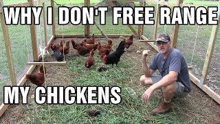 Why I don't free range my chickens