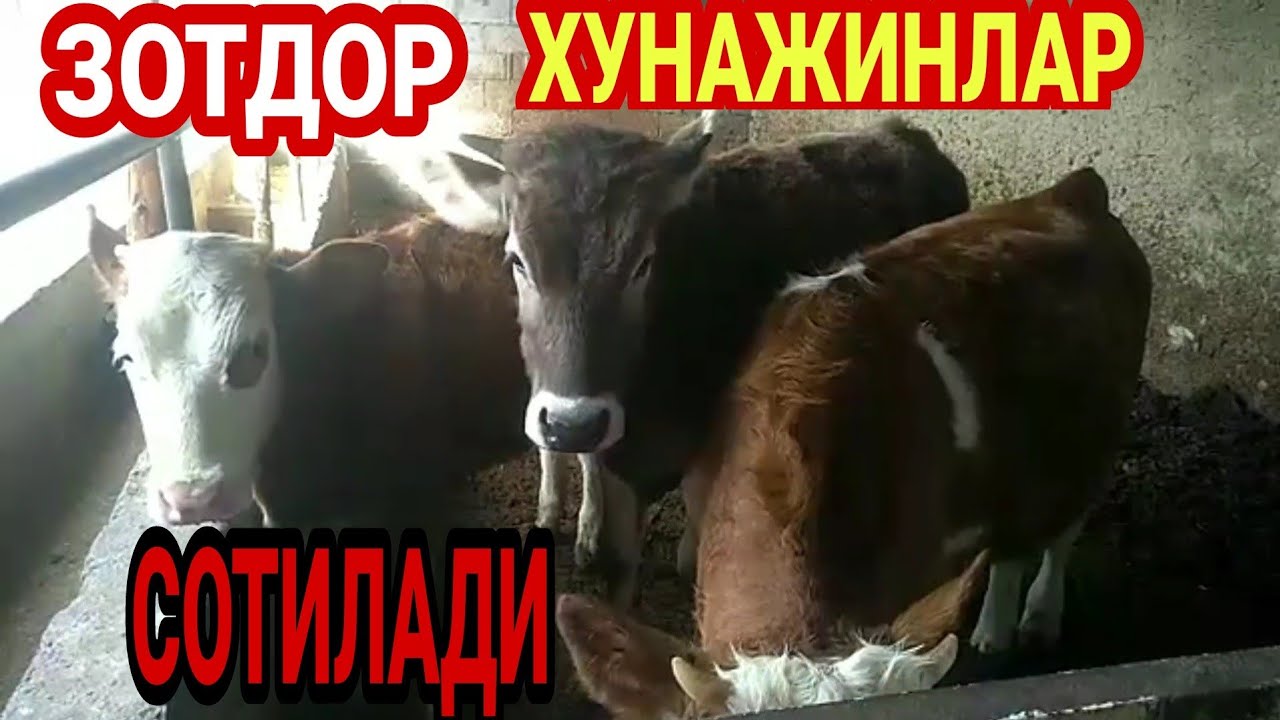 Лачетти нархлари узбекистонда