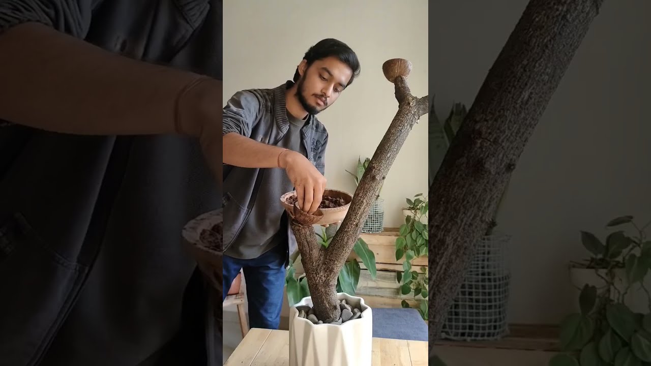 Convert Your Tree Branch Into This Decor Piece Shorts Diy Coconutshell