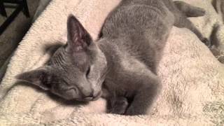 Russian Blue Kitten Falls Asleep by Piper and Nova Cat 2,621 views 8 years ago 35 seconds