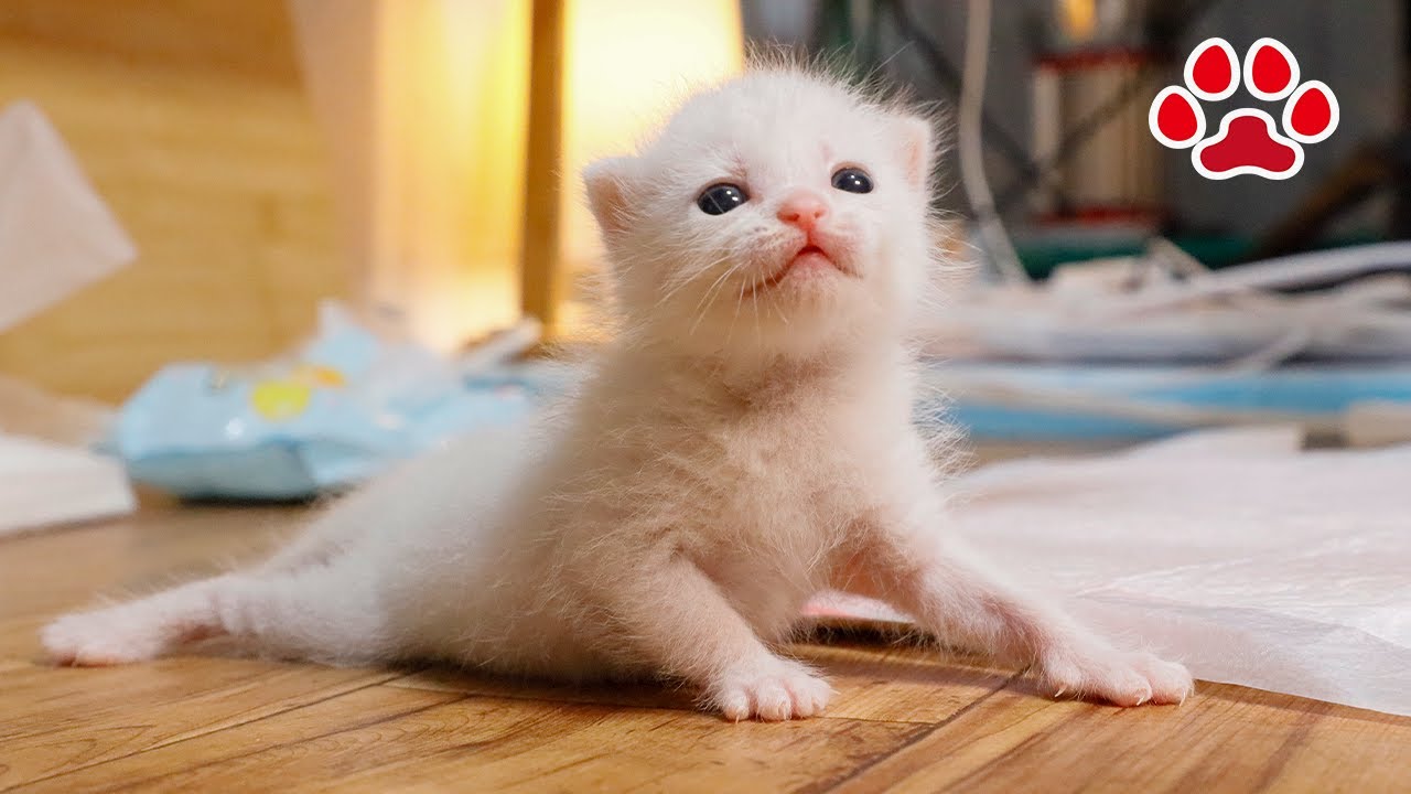 День 9. Котенок впервые спал с чучелом животного