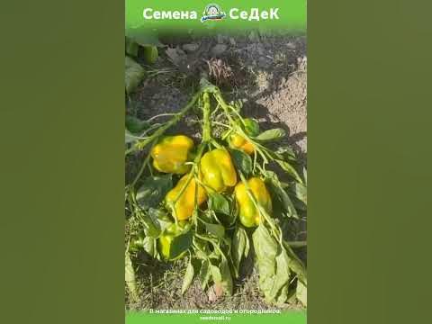Гигантский перец для открытого грунта. - YouTube
