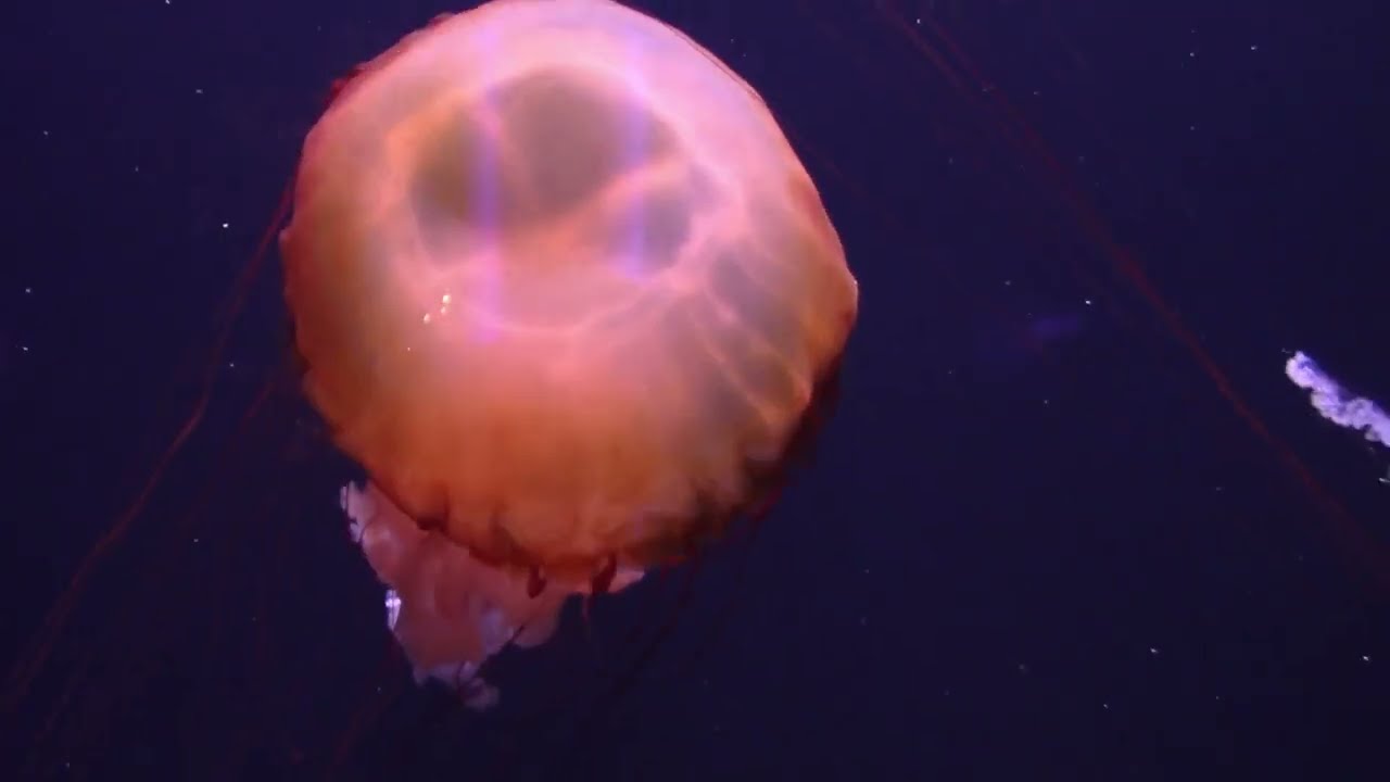 Aquarium de Paris I Mgiaa world I France best aquarium