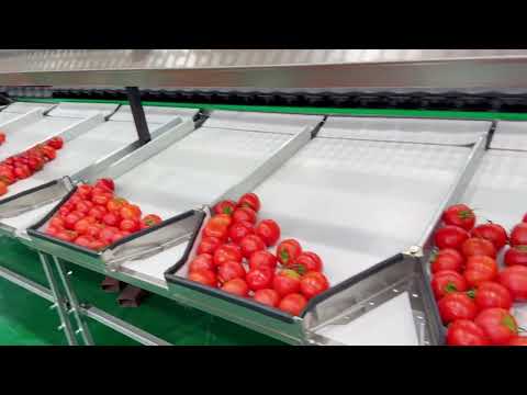 🍅 Tomato Weight Sorting Machine
