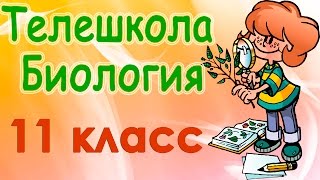 видео Биология: 11 класс