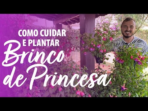 Vídeo: Como cultivar fúcsia dentro de casa - Aprenda sobre os cuidados com a planta fúcsia dentro de casa