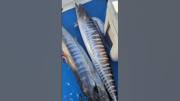 New Wahoo fishing video is live.#florida #floridakeys #fishing #fishingvideo