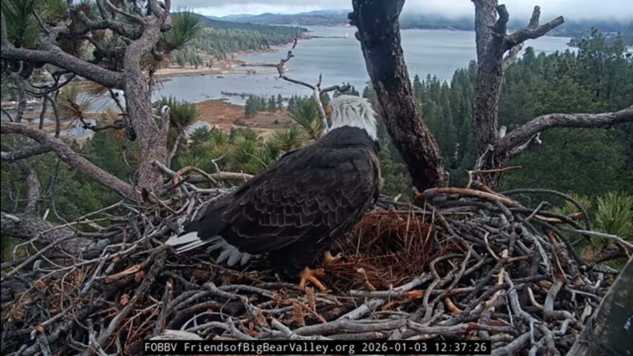 SHADOW BROUGHT SOME FLUFF 💖🪹🦅 | FOBBV JANUARY 3, 2026