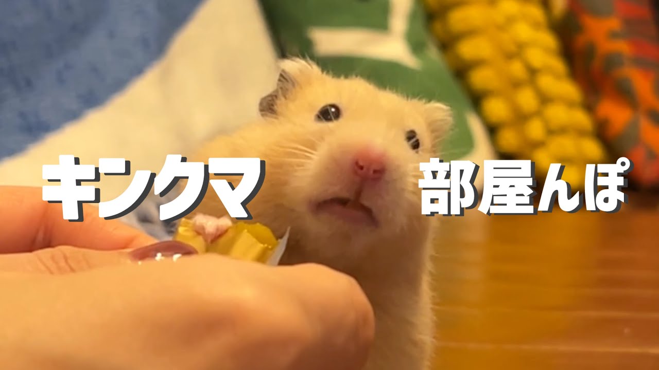 キンクマの部屋んぽ。